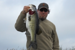 bass-365