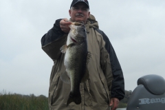 bass-366