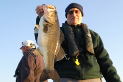 bass-381