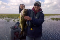 bass-385