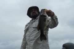 bass-390