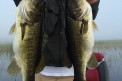 bass-479