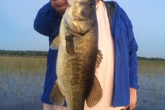 bass-480