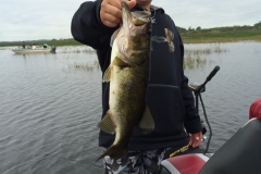 bass-484