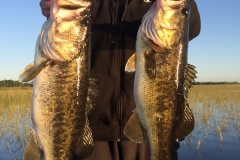bass-495