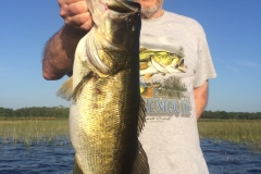 bass-498