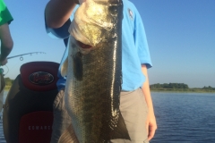 bass-509