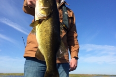 bass-512