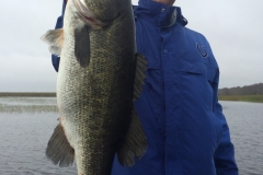 bass-523