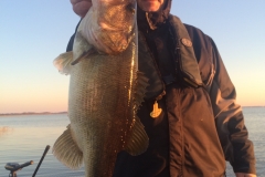 bass-527