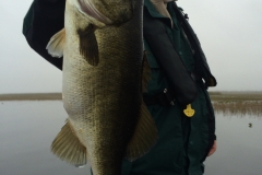 bass-530