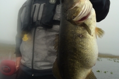 bass-531