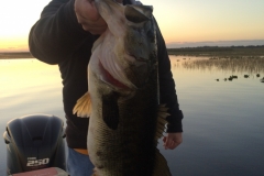 bass-537
