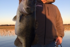 bass-538