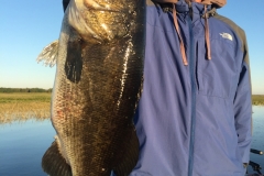 bass-548