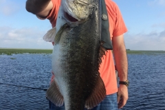 bass-550