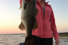 bass-567